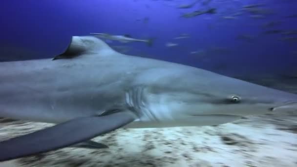 Shark group with diver underwater ocean of Fiji. — Stock Video