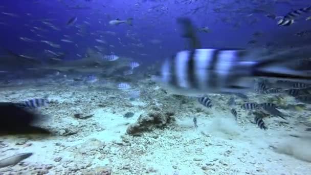 Tubarão comendo peixe oceano subaquático de Fiji. — Vídeo de Stock