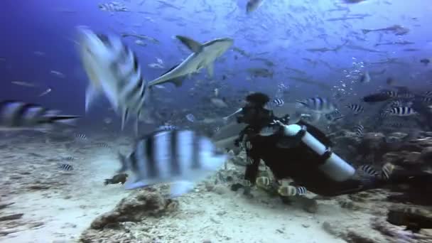 Duiker voedt haaien met handen in de onderwater oceaan van Fiji. — Stockvideo