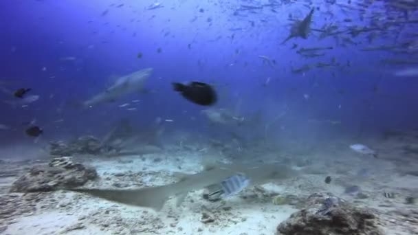 Pack de requins en banc de poissons dans l'océan Pacifique. — Video