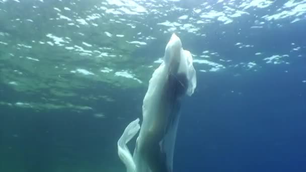 Modelo submarino de mujer joven en tela blanca sobre fondo de agua azul. — Vídeos de Stock