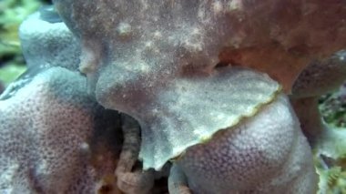 Sarı bir kurbağa balığı ya da fener balığı suyun altında yüzüyor.