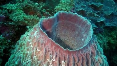 Parlak şeffaf suyun arka planında eşsiz bir deniz tabanı..