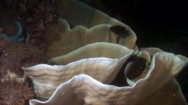 Parlak şeffaf suyun arka planında eşsiz bir deniz tabanı..