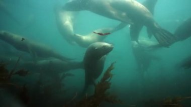 Okhotsk Denizi 'nin sualtı fokları.