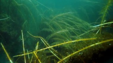Okhotsk Denizi 'ndeki su altı yosunları..