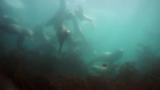 Familia del león marino del norte mamífero marino submarino del Mar de Okhotsk. — Vídeo de stock