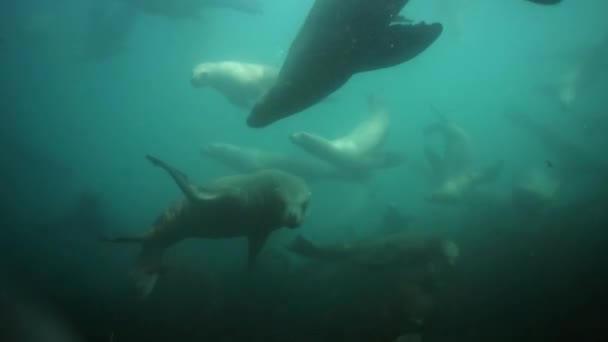 Vrouwelijke zeehonden onder water van de Zee van Okhotsk. — Stockvideo