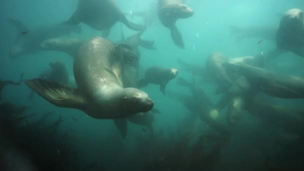 Robbengruppe unter Wasser des Ochotskischen Meeres. — Stockvideo