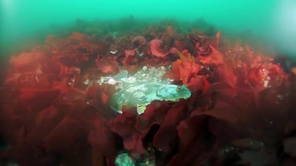 Αγκαθωτό καβούρι Paralithodes brevipess υποβρύχια στη θάλασσα του Okhotsk. — Αρχείο Βίντεο