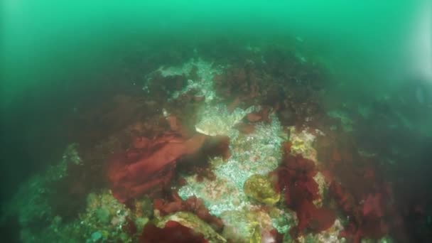 Onderwaterkreeften van zeewierkelp in de Zee van Okhotsk. — Stockvideo