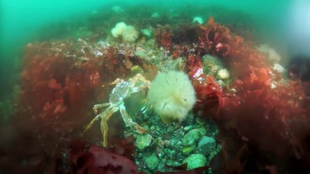 Spiny konge krabbe Paralithodes brevipess under vandet i havet af Okhotsk. – Stock-video