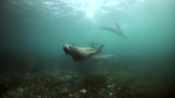 Severní moře lev savec zvíře pod vodou v bahnité vodě z moře Okhotsk. — Stock video