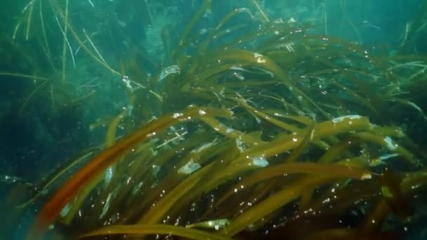 Bilhetes subaquáticos de algas marinhas no Mar de Okhotsk. — Vídeo de Stock