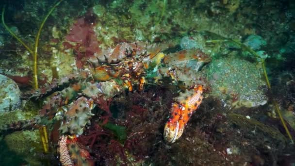 Caranguejo rei espinhoso Paralithodes brevidade subaquática no mar de Okhotsk. — Vídeo de Stock