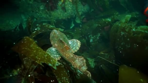 Dikenli kral yengeç Paralithodes Okhotsk Denizi 'nde suyun altında kısaca.. — Stok video