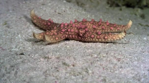 Starfish rasteja no fundo do mar arenoso do Mar Vermelho em busca de comida. — Vídeo de Stock