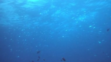 Su altında yiyecek aramak için mavi arka planda bulunan ton balığı sürüsü..