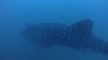 Büyük balina köpekbalığı Rhincodon tipus Maldivler 'de botun arkasında plancton besleniyor.
