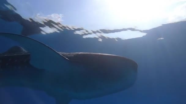 Storvalhaj Rhincodon typus livnär sig på planka bakom båten i Maldiverna — Stockvideo