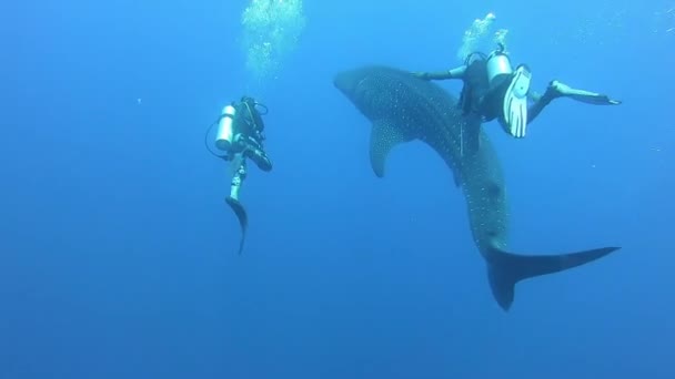 马尔代夫的大鲸鲨Rhincodon typus在船后的平台上觅食 — 图库视频影像