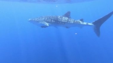Büyük balina köpekbalığı Rhincodon tipus Maldivler 'de botun arkasında plancton besleniyor.