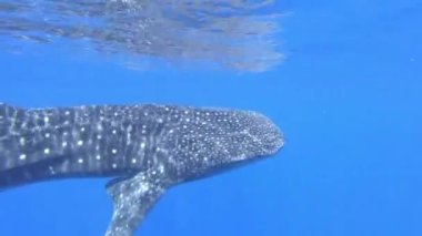Büyük balina köpekbalığı Rhincodon tipus Maldivler 'de botun arkasında plancton besleniyor.