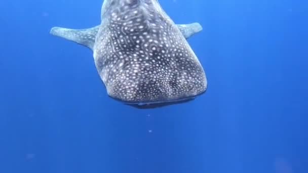 Nagy bálna cápa Rhincodon typus táplálkozás plankton mögött hajó Maldív-szigeteken — Stock videók