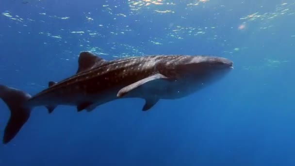 Tiburón ballena grande Rhincodon typus alimentándose de plancton detrás del barco en Maldivas — Vídeo de stock