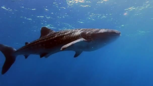 Storvalhaj Rhincodon typus livnär sig på planka bakom båten i Maldiverna — Stockvideo