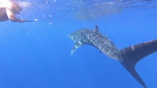 Tubarão-baleia-grande Rhincodon typus alimentando-se de plancton atrás do barco nas Maldivas — Vídeo de Stock
