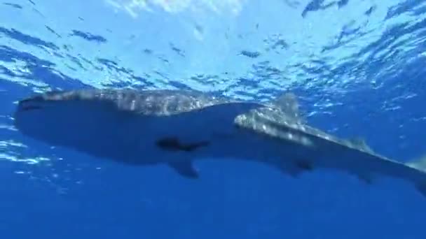 Big whale shark Rhincodon typus feeding on plancton behind boat in Maldives — Stock Video