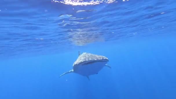 Big whale shark Rhincodon typus feeding on plancton behind boat in Maldives — Stock Video