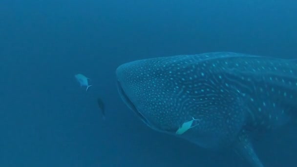 Hiu paus besar Rhincodon typus memakan plancton di belakang perahu di Maladewa — Stok Video