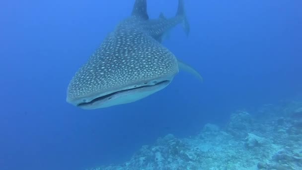 Grand requin baleine Rhincodon typus se nourrissant de plancton derrière un bateau aux Maldives — Video