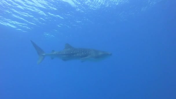 Big whale shark Rhincodon typus feeding on plancton behind boat in Maldives — Stock Video