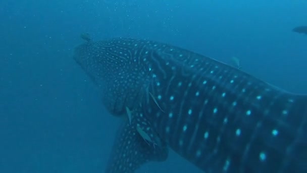 モルディブのボートの後ろのプランクトンへの大きなジンベエザメリンコドンのタイプの餌 — ストック動画
