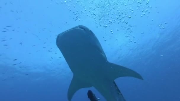 Tiburón ballena grande Rhincodon typus alimentándose de plancton detrás del barco en Maldivas — Vídeos de Stock