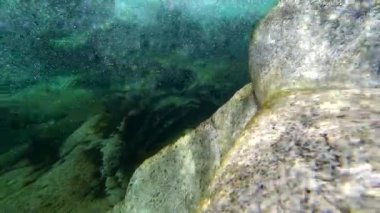 Suyun ve alglerle parıldayan kayaların yakın sualtı görüntüsü.