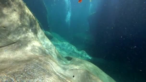 Dykare under vattnet i Verzaska Mountain River i Schweiz vässar sten. — Stockvideo