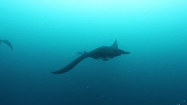 Devasa Siyah Okyanus Birostris Manta Işını plankton arayışında mavi suyun arka planında yüzüyor.