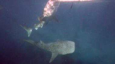 Büyük balina köpekbalığı Rhincodon tipus Maldivler 'de botun arkasında plancton besleniyor.