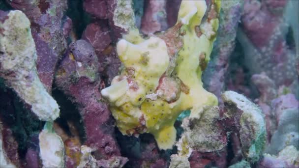 A yellow frog fish or angler fish is floating underwater. — Stock Video