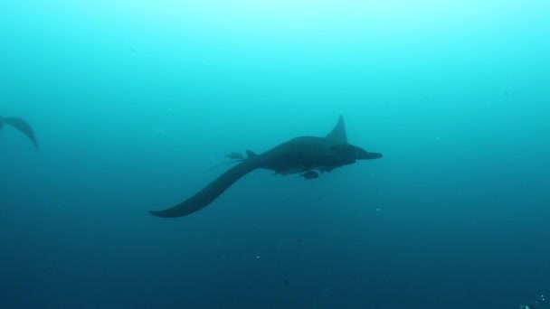 Gigantische Zwarte Oceanische Birostris Manta Ray drijvend op een achtergrond van blauw water op zoek naar plankton. — Stockvideo