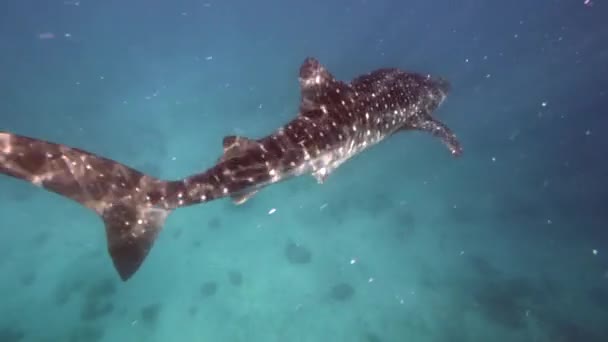 Большая китовая акула магнат Rhincodon питается планктоном за лодкой на Мальдивах — стоковое видео