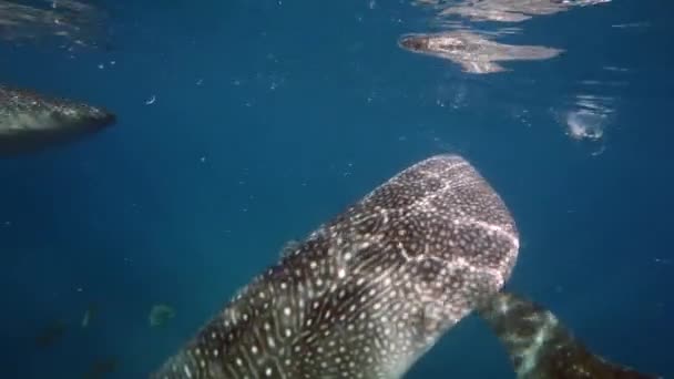 モルディブのボートの後ろのプランクトンへの大きなジンベエザメリンコドンのタイプの餌 — ストック動画