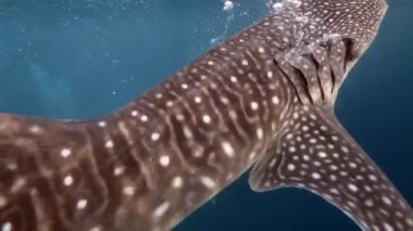 Büyük balina köpekbalığı Rhincodon tipus Maldivler 'de botun arkasında plancton besleniyor.