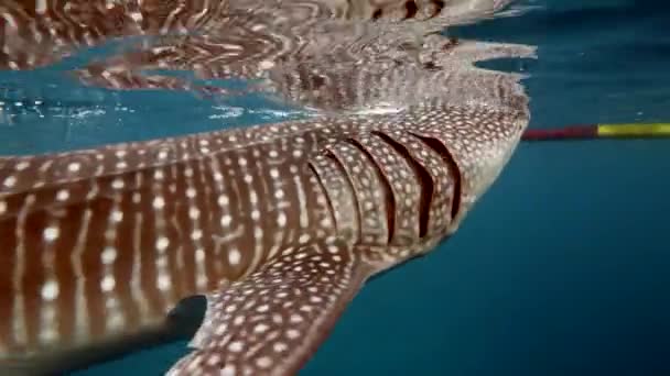 Büyük balina köpekbalığı Rhincodon tipus Maldivler 'de botun arkasında plancton besleniyor. — Stok video