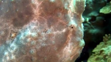 Sarı bir kurbağa balığı ya da fener balığı suyun altında yüzüyor.