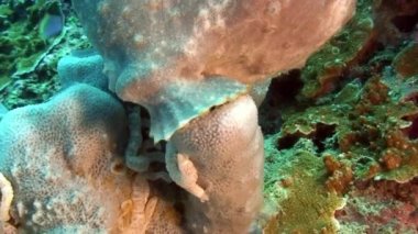 Sarı bir kurbağa balığı ya da fener balığı suyun altında yüzüyor.